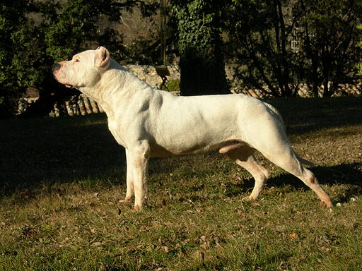 Dogo Argentino standing