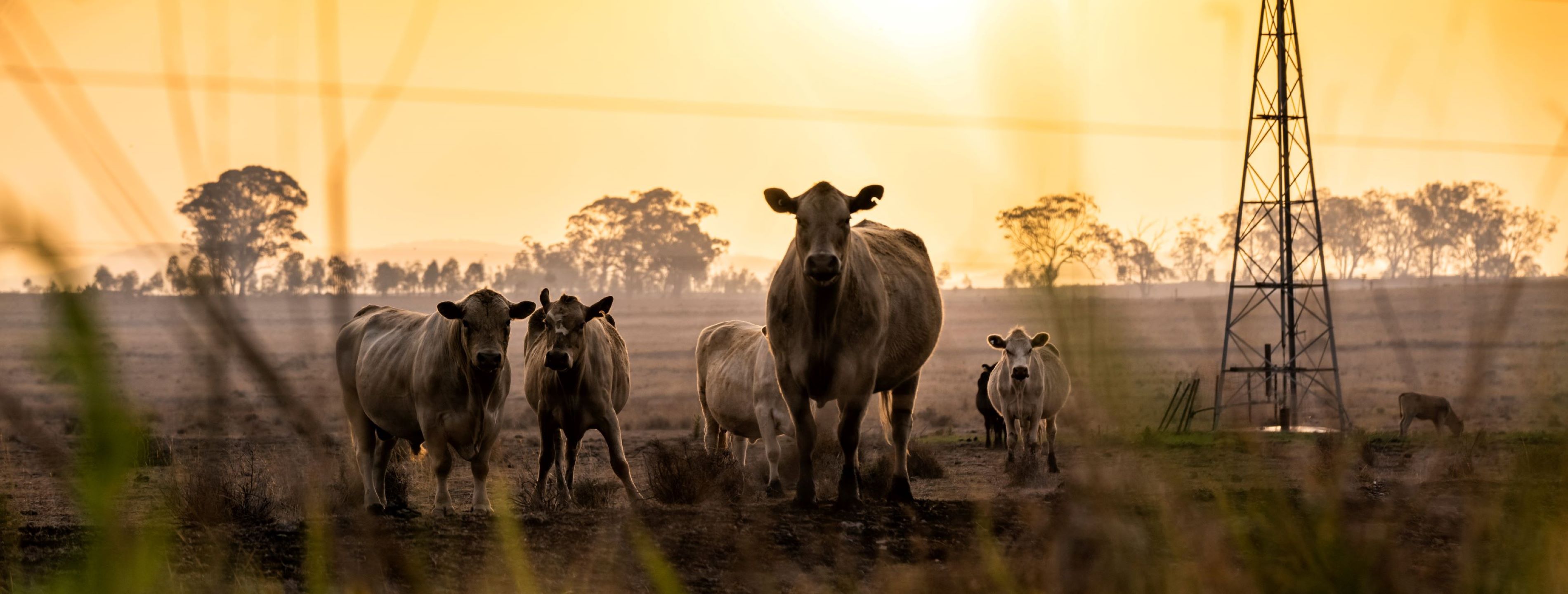 Landing Page_Roadside Grazing and Travelling Stock_Lachlan Gardner edited