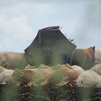 ERA - Feedlot