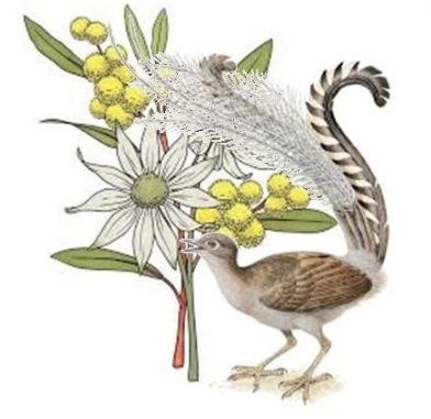 Illustrated native animals