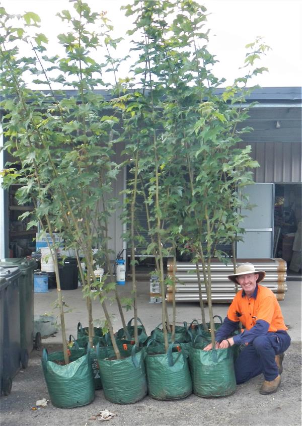 SDRC Parks Supervisor Mick Mahoney ready to plant Acer x freemanni Scarlet Sentinel maples 