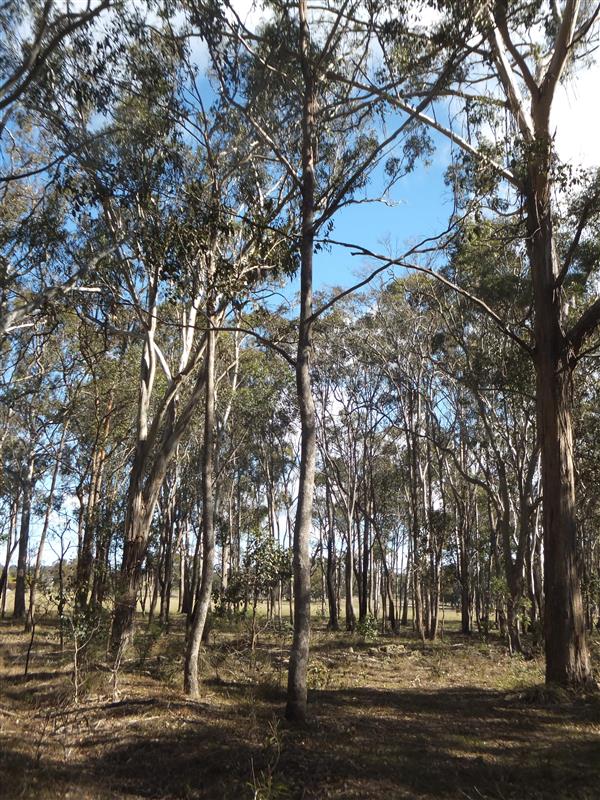 Eucalyptus dalveenica trees