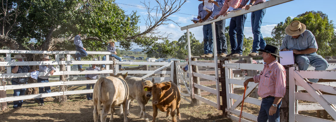 Photo of cows and handlers at an ag show