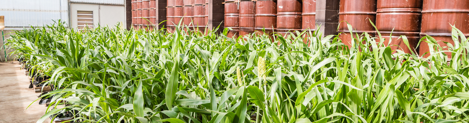 grass plant in foreground with storage containers in background