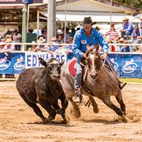 Cowboy does campdrafting at Warwick Rodeo