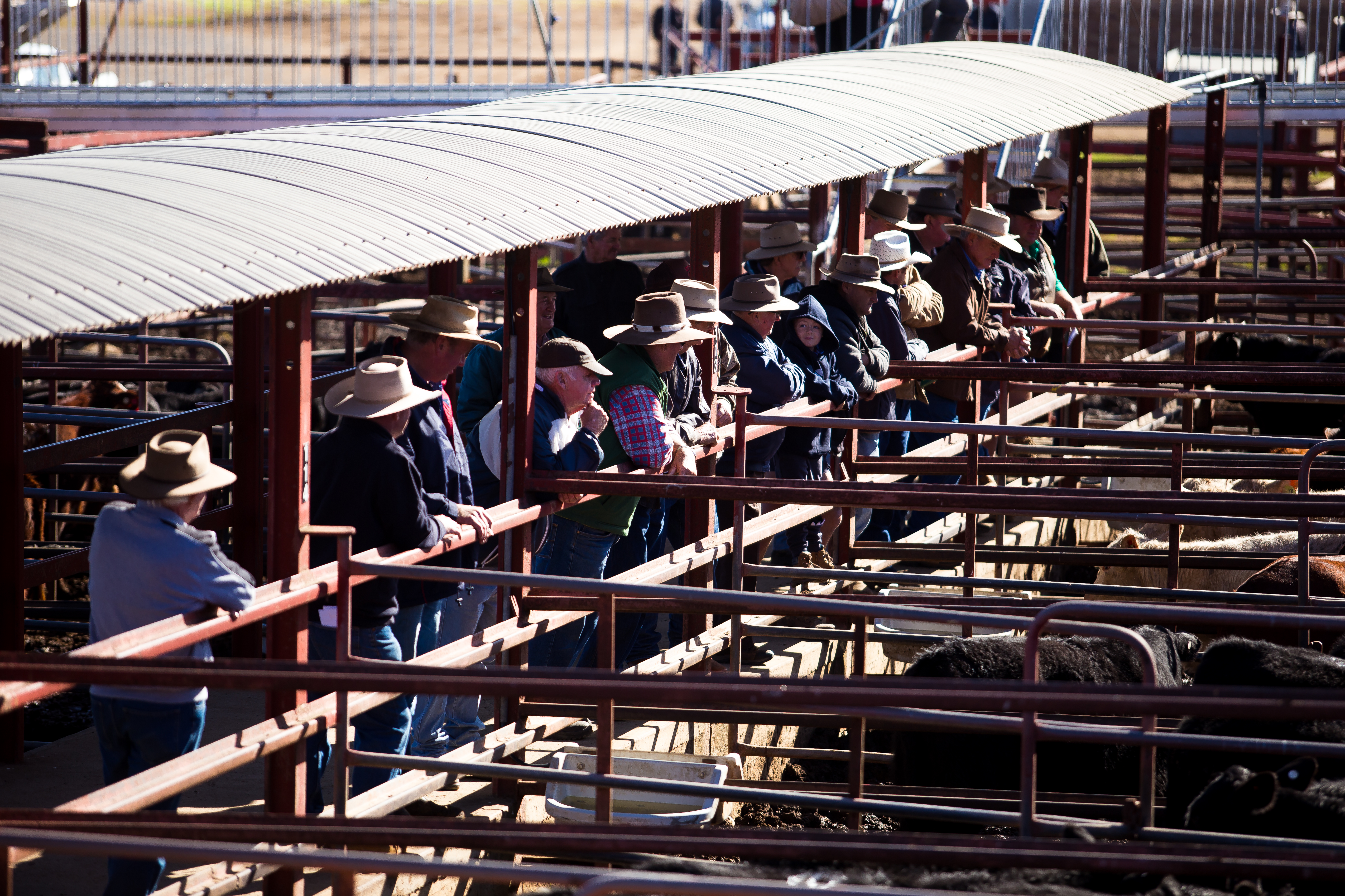 Warwick Saleyards