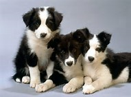 Cute dogs