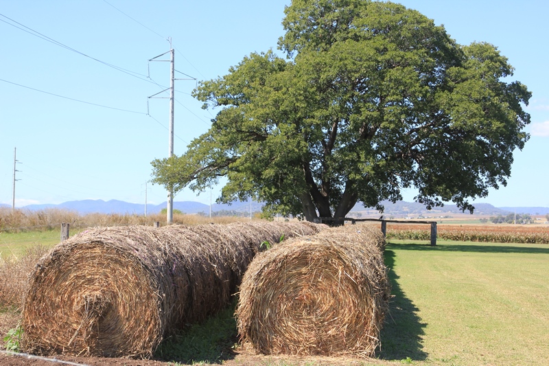 Round bales of hay - Allora