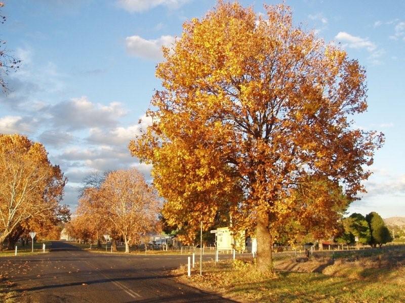 Street Scene - Allora