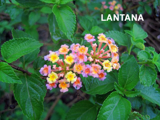 Declared weed - Lantana