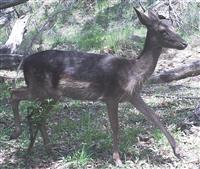 Feral fallow deer