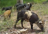 Feral pigs