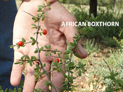 African Boxthorn