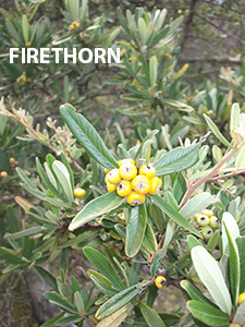 Firethorn web