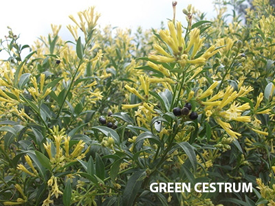 Green cestrum web