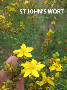 St Johns Wort web