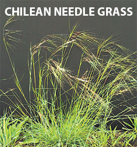 Chilean Needle Grass web