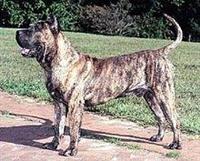 Perro de Presa Canario