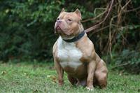 American Pit Bull