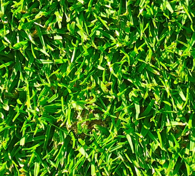 New turf New turf