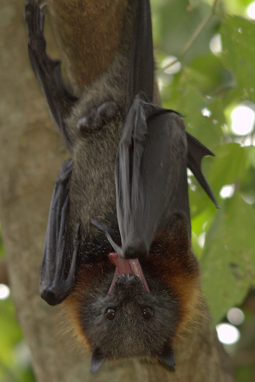 Male grey headed flying fox suffering from heat stress